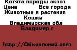 Котята породы экзот › Цена ­ 7 000 - Все города Животные и растения » Кошки   . Владимирская обл.,Владимир г.